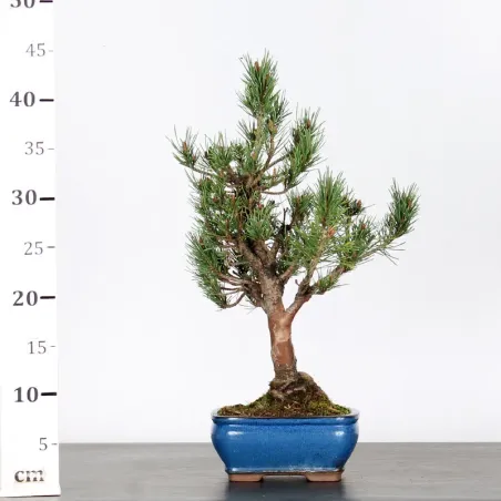 image supplémentaire - SCOTS PINE WATERERI 1-6