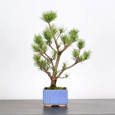 SCOTS PINE WATERERI 1-7