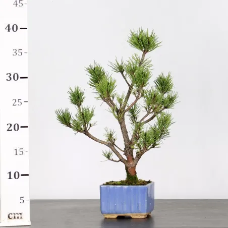 image supplémentaire - SCOTS PINE WATERERI 1-7