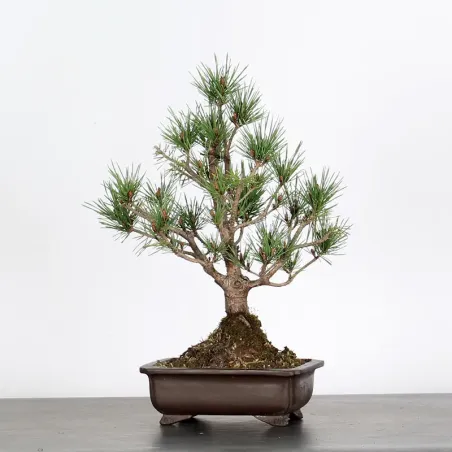 SCOTS PINE WATERERI 1-8