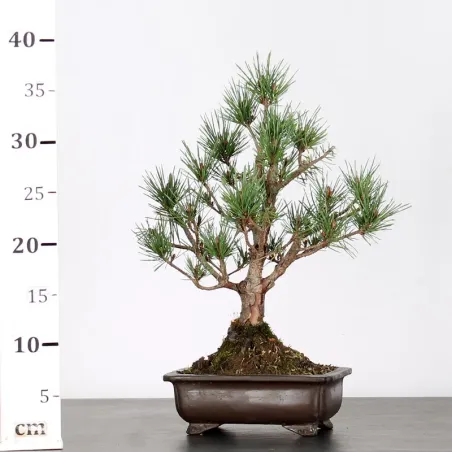 image supplémentaire - SCOTS PINE WATERERI 1-8