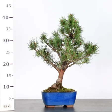 image supplémentaire - SCOTS PINE WATERERI 1-9