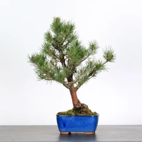SCOTS PINE WATERERI 1-9