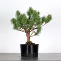 PIN SYLVESTRE WATERERI 1-10