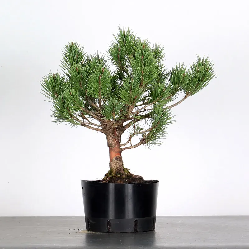 PIN SYLVESTRE WATERERI 1-10