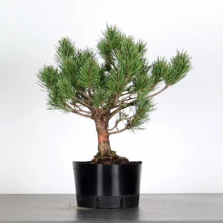 SCOTS PINE WATERERI 1-10