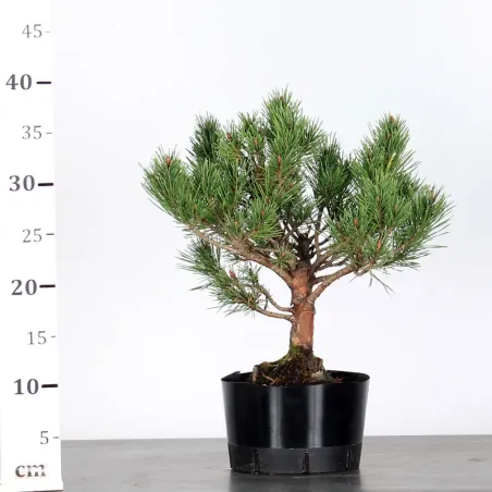 image supplémentaire - SCOTS PINE WATERERI 1-10