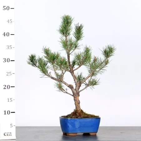 image supplémentaire - SCOTS PINE WATERERI 1-11