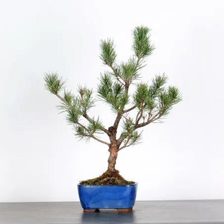 SCOTS PINE WATERERI 1-11