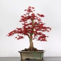 ACER DESHOJO 2-18