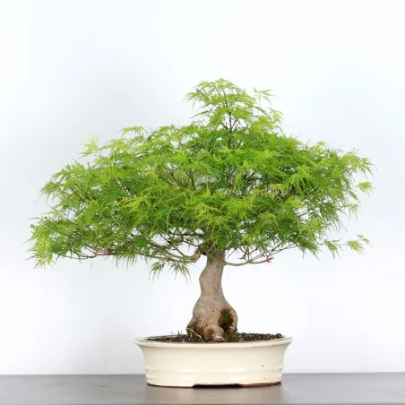 ÉRABLE "ACER SEIRYU" 1-1