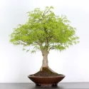 ÉRABLE "ACER SEIRYU" 1-2