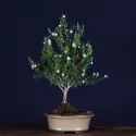 ARBRE À THÉ "Leptospermum Scoparium " 1-1