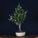ARBRE À THÉ "Leptospermum Scoparium " 1-2