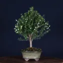 ARBRE À THÉ "Leptospermum Scoparium " 1-3