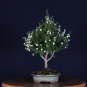 ARBRE À THÉ "Leptospermum Scoparium " 1-5
