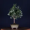 ARBRE À THÉ "Leptospermum Scoparium " 1-6