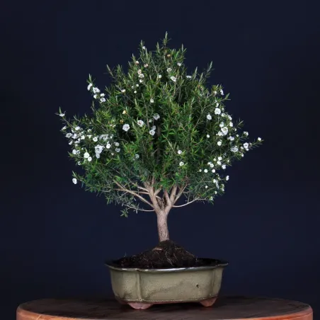 ARBRE À THÉ "Leptospermum Scoparium " 1-14
