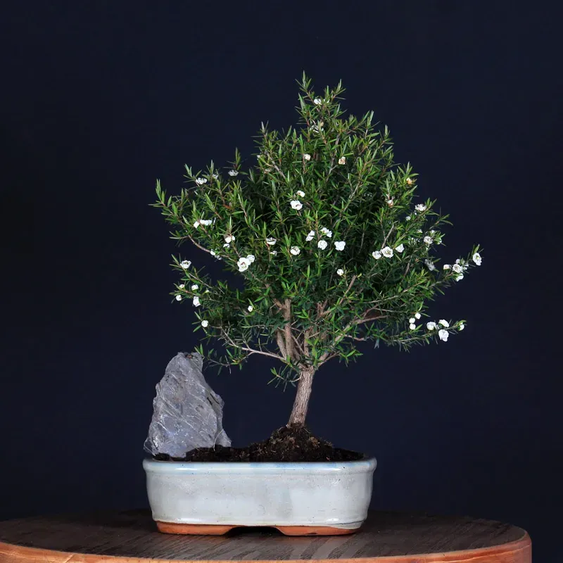 ARBRE À THÉ "Leptospermum Scoparium " 1-15