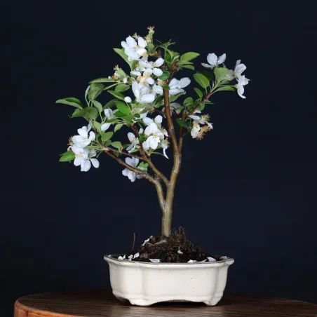 image supplémentaire - POMMIER "MALUS EVERESTE" 1-1