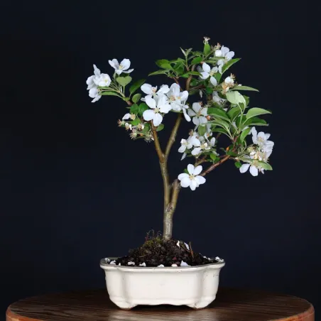 Bonsai Pommier