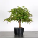 PREBONSAI ERABLE PALMATUM n°1