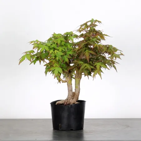 PREBONSAI MAPLE PALMATUM n°2