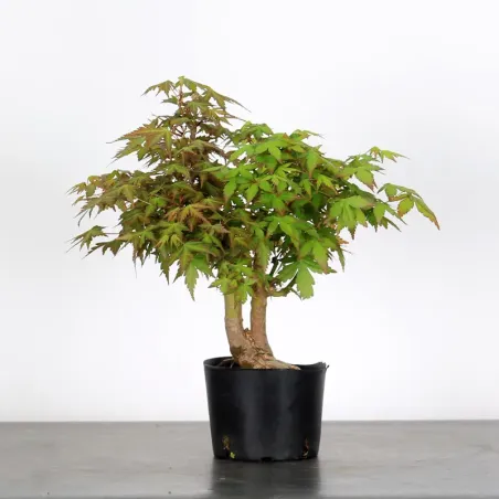 image supplémentaire - PREBONSAI MAPLE PALMATUM n°2