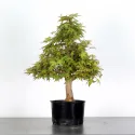 PREBONSAI ERABLE PALMATUM n°4