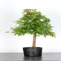 PREBONSAI ERABLE PALMATUM n°5