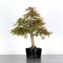 PREBONSAI ERABLE PALMATUM n°6
