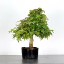 PREBONSAI ERABLE PALMATUM n°7