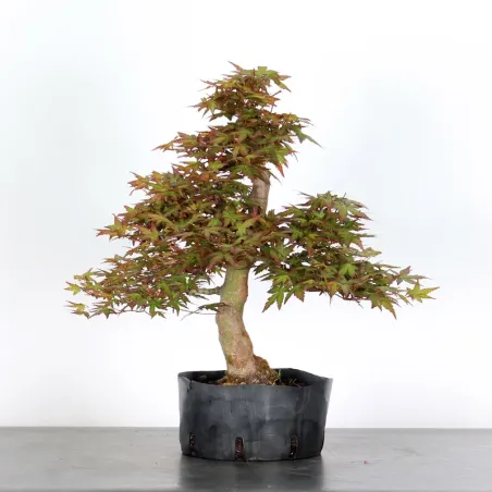 PREBONSAI MAPLE PALMATUM n°8