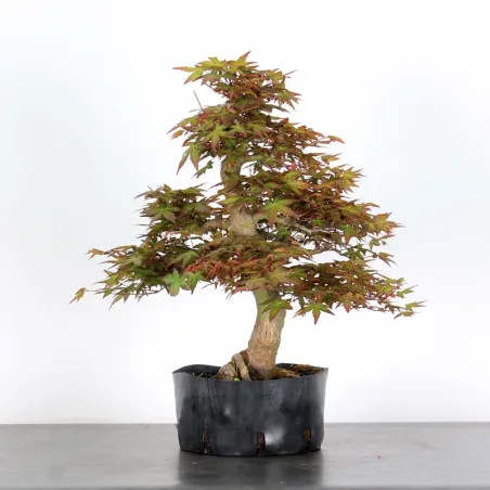 image supplémentaire - LOT 5 PREBONSAI MAPLE...
