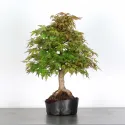 PREBONSAI ERABLE PALMATUM n°9