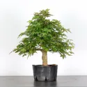 PREBONSAI ERABLE PALMATUM n°10