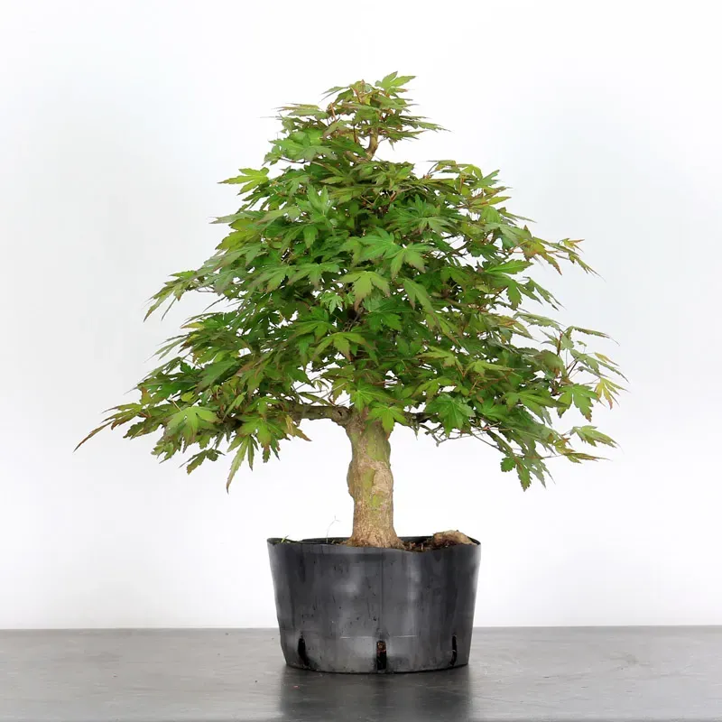 LOT 5 PREBONSAI MAPLE PALMATUM n°10
