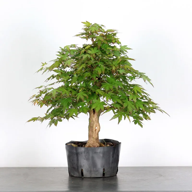image supplémentaire - LOT 5 PREBONSAI MAPLE...