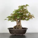 PREBONSAI ERABLE PALMATUM 13
