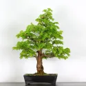 BONSAI TILLEUL "TILIA" 1-7