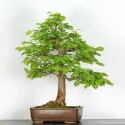 BONSAI TILLEUL "TILIA" 2-1