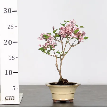 image supplémentaire - LILAS DE CHINE "SYRINGA RED...