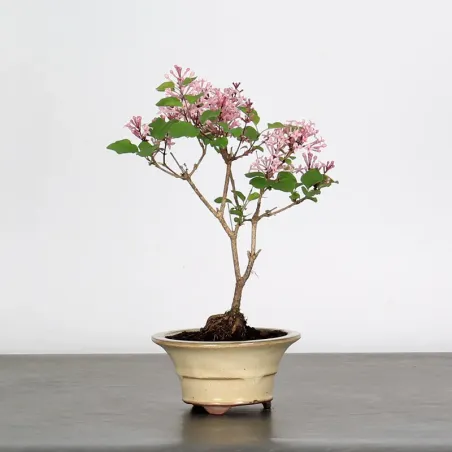 LILAS DE CHINE "SYRINGA RED PIXIE" 1-1