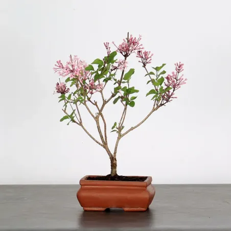 LILAS DE CHINE "SYRINGA RED PIXIE" 1-2