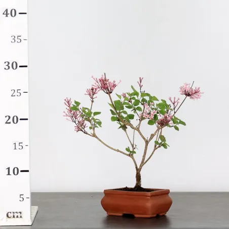 image supplémentaire - LILAS DE CHINE "SYRINGA RED...