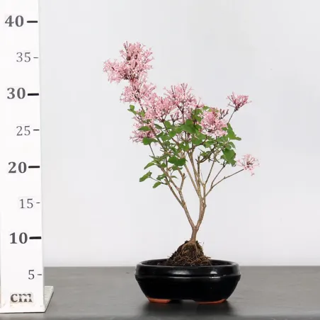 image supplémentaire - LILAS DE CHINE "SYRINGA RED...