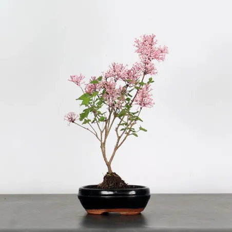 LILAS DE CHINE "SYRINGA RED PIXIE" 1-3