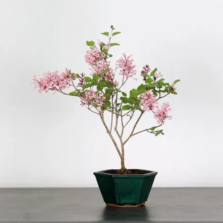 LILAS DE CHINE "SYRINGA RED PIXIE" 1-5