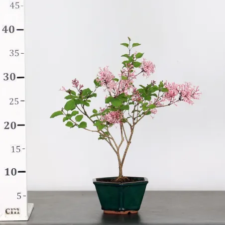 image supplémentaire - LILAS DE CHINE "SYRINGA RED...