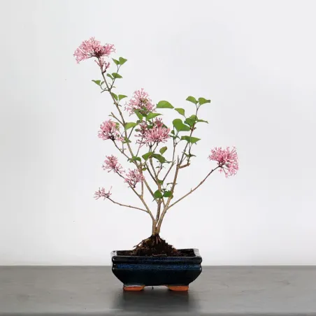 LILAS DE CHINE "SYRINGA RED PIXIE" 1-6